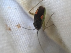 Closterotomus trivialis