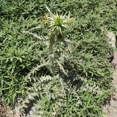 Image of Onopordum bracteatum by no rights reserved