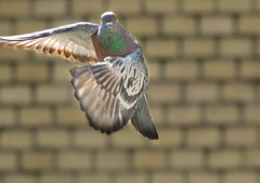 Columba livia domestica