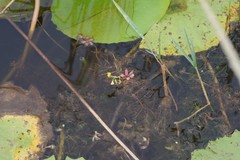 Utricularia stellaris