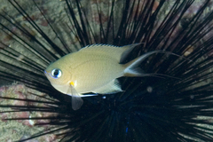 Pycnochromis amboinensis