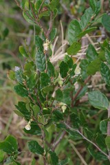Diospyros scabrida