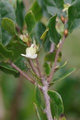 Diospyros scabrida