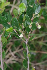 Diospyros scabrida