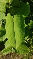 Reynoutria sachalinensis