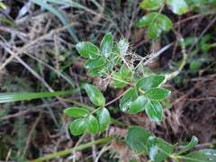 Scandia rosifolia
