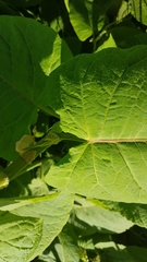 Reynoutria sachalinensis