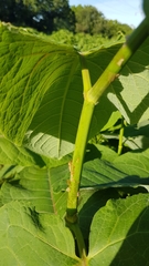 Reynoutria sachalinensis