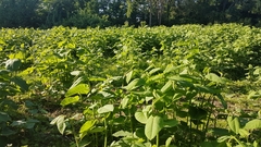 Reynoutria sachalinensis