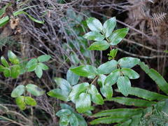 Scandia rosifolia