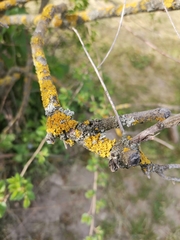 Xanthoria parietina