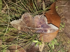 Hemeroblemma opigena