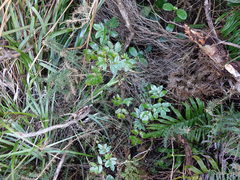 Scandia rosifolia