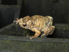 Metaphrynella pollicaris