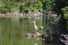 Ardea cinerea