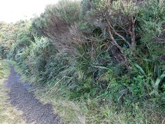 Scandia rosifolia