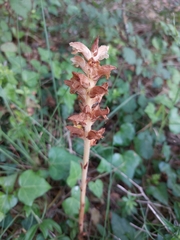 Orobanche clausonis