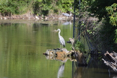 Ardea cinerea