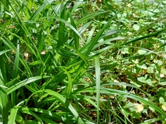 Carex strigosa