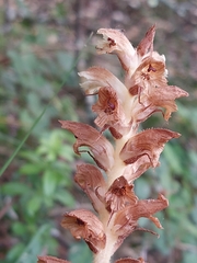 Orobanche clausonis