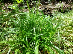 Carex strigosa
