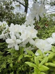Rhododendron