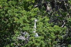 Ardea cinerea