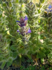 Ajuga orientalis