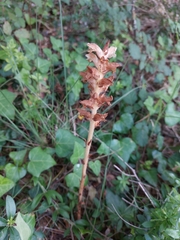 Orobanche clausonis