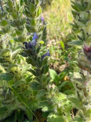 Ajuga orientalis