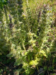Ajuga orientalis