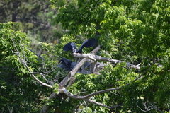Ardea cinerea