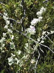 Malacothamnus fremontii