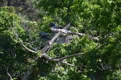 Ardea cinerea