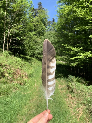 Plume de Buse variable