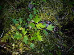 Ranunculus hispidus caricetorum