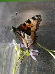 Aglais urticae