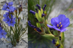 Aristea juncifolia