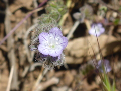 Phacelia breweri