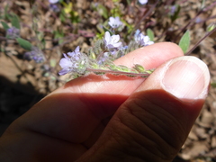 Phacelia breweri