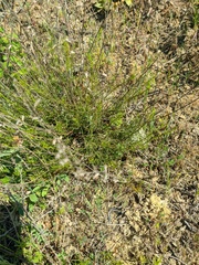 Stachys angustifolia