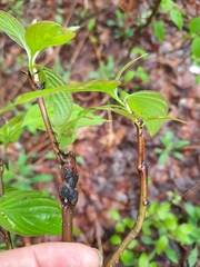 Neolasioptera cornicola