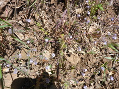 Phacelia breweri