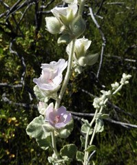 Malacothamnus fremontii