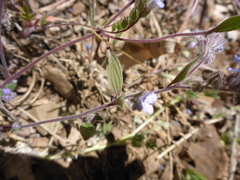 Phacelia breweri