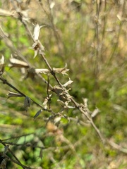 Stachys angustifolia