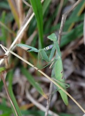 Paramantis natalensis
