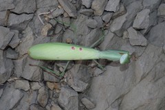 Paramantis natalensis