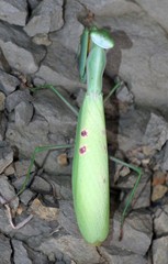 Paramantis natalensis