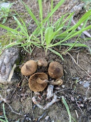 Mallocybe fuscomarginata